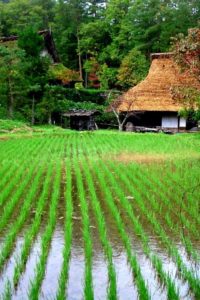 Japońskie pole ryżu. Źródło: greenshinto.com